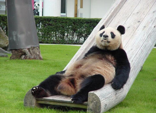 funny-panda-ear-images1 funny bear. funny-panda-ear-images1